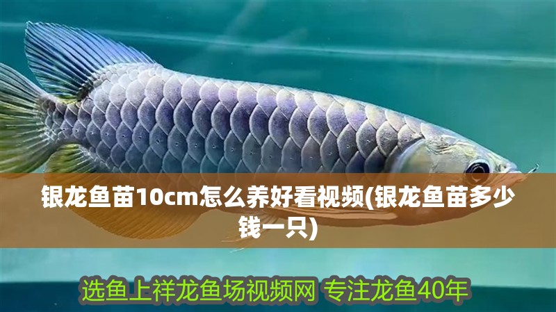 銀龍魚苗10cm怎么養好看視頻(銀龍魚苗多少錢一只)