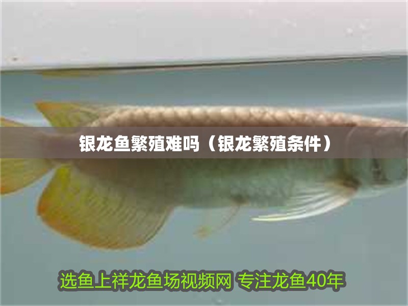 魚缸用增氧泵價格是多少:魚缸增氧機-xtrac增氧機-xtrac增氧機 銀龍魚繁殖難嗎(銀龍繁殖條件) 銀龍魚百科 銀龍魚繁殖難嗎(銀龍繁殖條件) 銀龍魚繁殖難嗎(銀龍繁殖條件) 銀龍魚百科