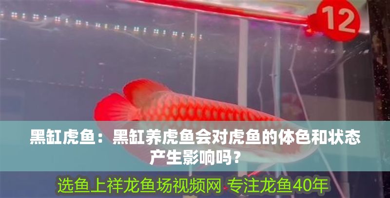 黑缸虎魚：黑缸養虎魚會對虎魚的體色和狀態產生影響嗎？