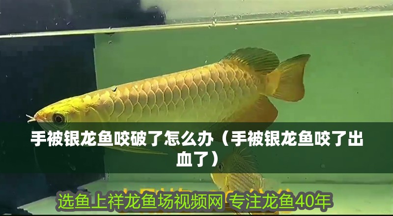 手被銀龍魚(yú)咬破了怎么辦（手被銀龍魚(yú)咬了出血了）