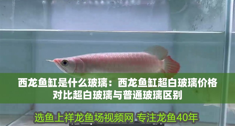 印尼虎魚多少溫度飼養最好:印尼虎魚多少溫度飼養最好印尼虎魚多少溫度飼養最好 西龍魚缸是什么玻璃:西龍魚缸超白玻璃價格對比超白玻璃與普通玻璃區別 魚缸百科 西龍魚缸是什么玻璃:西龍魚缸超白玻璃價格對比超白玻璃與普通玻璃區別 西龍魚缸是什么玻璃:西龍魚缸超白玻璃價格對比超白玻璃與普通玻璃區別 魚缸百科