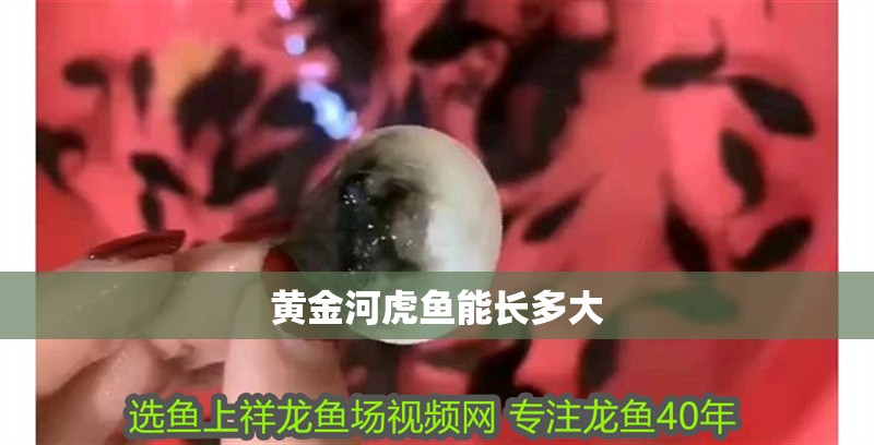 黃金河虎魚能長多大