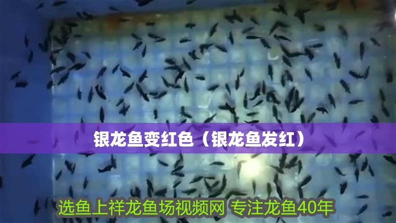 銀龍魚變紅色（銀龍魚發紅）