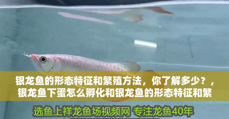 銀龍魚的形態(tài)特征和繁殖方法，你了解多少？，銀龍魚下蛋怎么孵化和銀龍魚的形態(tài)特征和繁殖方法