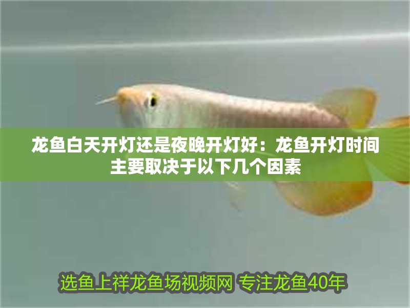 龍魚白天開燈還是夜晚開燈好：龍魚開燈時間主要取決于以下幾個因素
