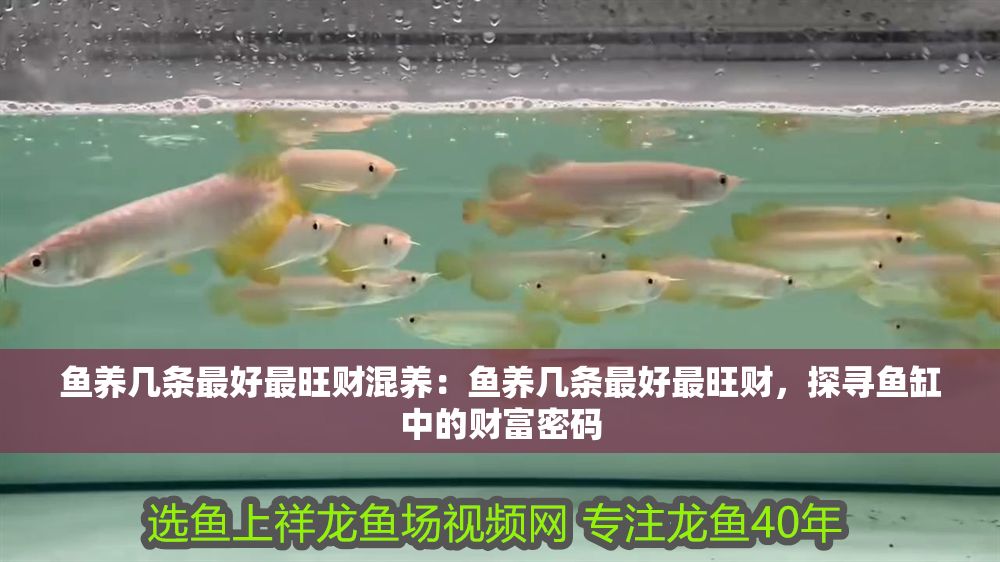 魚養幾條最好最旺財混養：魚養幾條最好最旺財，探尋魚缸中的財富密碼