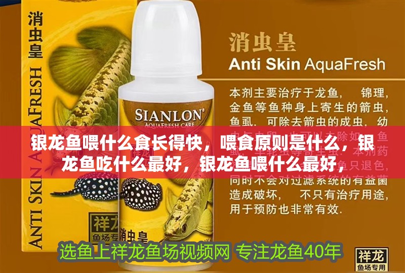 銀龍魚喂什么食長得快，喂食原則是什么，銀龍魚吃什么最好，銀龍魚喂什么最好，