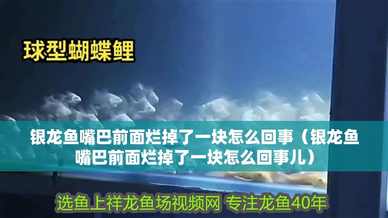 銀龍魚嘴巴前面爛掉了一塊怎么回事（銀龍魚嘴巴前面爛掉了一塊怎么回事兒）