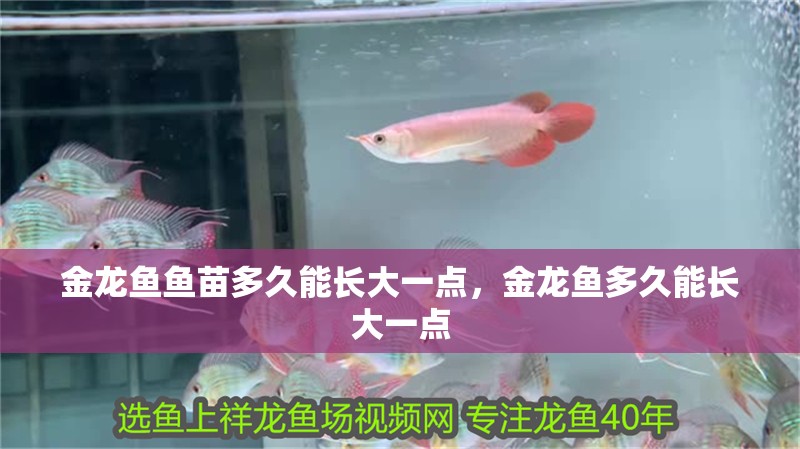 金龍魚魚苗多久能長大一點，金龍魚多久能長大一點 金龍魚魚苗多久能長大一點，金龍魚多久能長大一點 龍魚百科