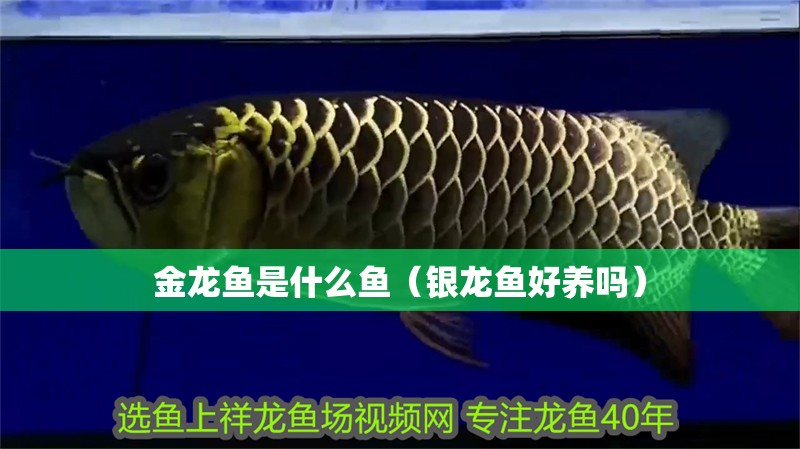 金龍魚是什么魚（銀龍魚好養(yǎng)嗎）