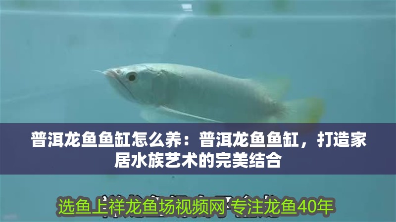 普洱龍魚(yú)魚(yú)缸怎么養(yǎng)：普洱龍魚(yú)魚(yú)缸，打造家居水族藝術(shù)的完美結(jié)合