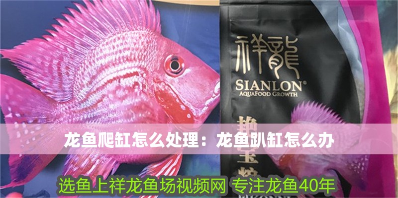 龍魚爬缸怎么處理：龍魚趴缸怎么辦