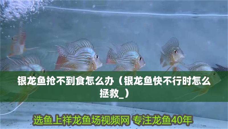 銀龍魚搶不到食怎么辦（銀龍魚快不行時怎么拯救_）