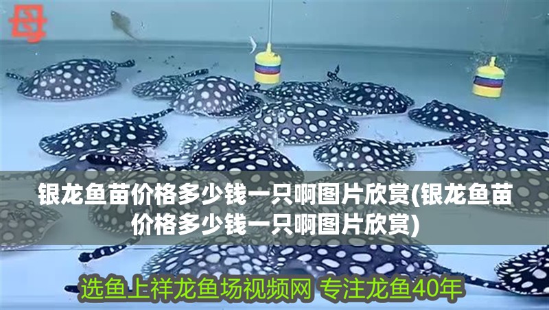 銀龍魚苗價(jià)格多少錢一只啊圖片欣賞(銀龍魚苗價(jià)格多少錢一只啊圖片欣賞)