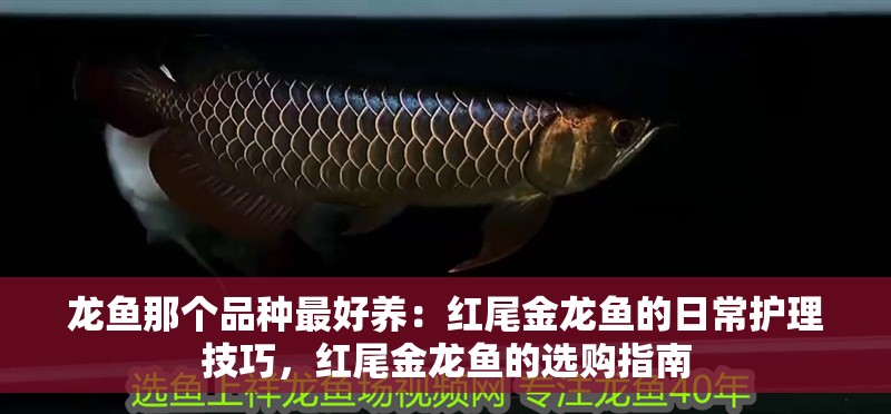 龍魚(yú)那個(gè)品種最好養(yǎng)：紅尾金龍魚(yú)的日常護(hù)理技巧，紅尾金龍魚(yú)的選購(gòu)指南 龍魚(yú)那個(gè)品種最好養(yǎng)：紅尾金龍魚(yú)的日常護(hù)理技巧，紅尾金龍魚(yú)的選購(gòu)指南 龍魚(yú)百科