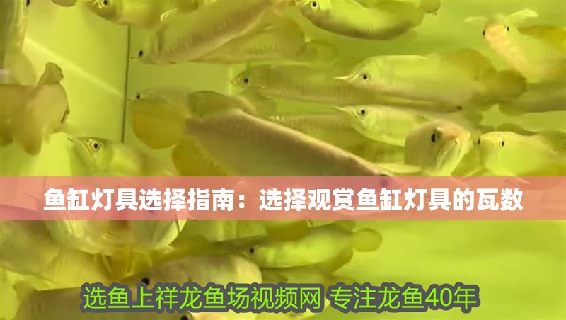 魚缸燈具選擇指南：選擇觀賞魚缸燈具的瓦數 魚缸燈具選擇指南：選擇觀賞魚缸燈具的瓦數 魚缸百科