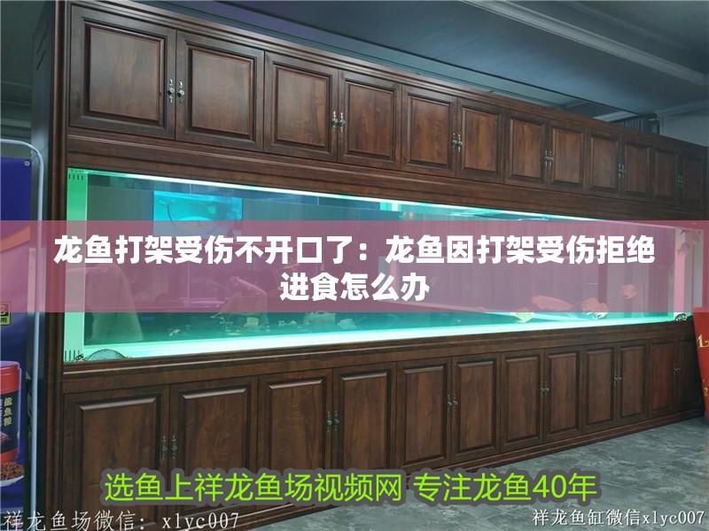 龍魚打架受傷不開口了：龍魚因打架受傷拒絕進食怎么辦