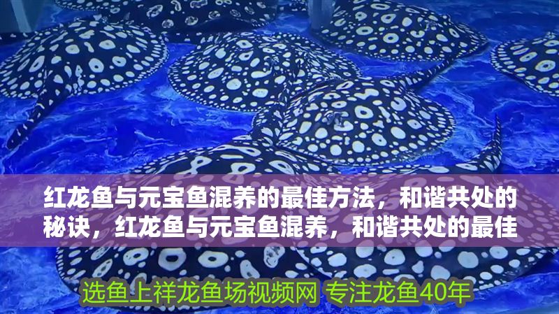 紅龍魚與元寶魚混養(yǎng)的最佳方法，和諧共處的秘訣，紅龍魚與元寶魚混養(yǎng)，和諧共處的最佳方法與秘訣 紅龍魚與元寶魚混養(yǎng)的最佳方法，和諧共處的秘訣，紅龍魚與元寶魚混養(yǎng)，和諧共處的最佳方法與秘訣 龍魚百科 第1張