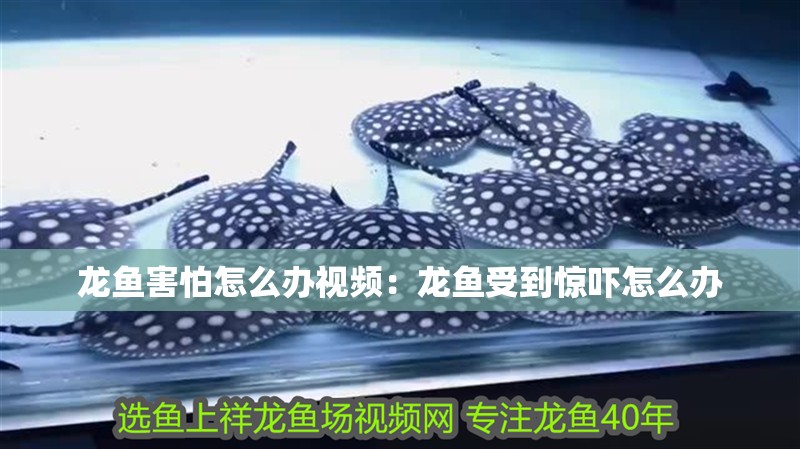 龍魚害怕怎么辦視頻：龍魚受到驚嚇怎么辦