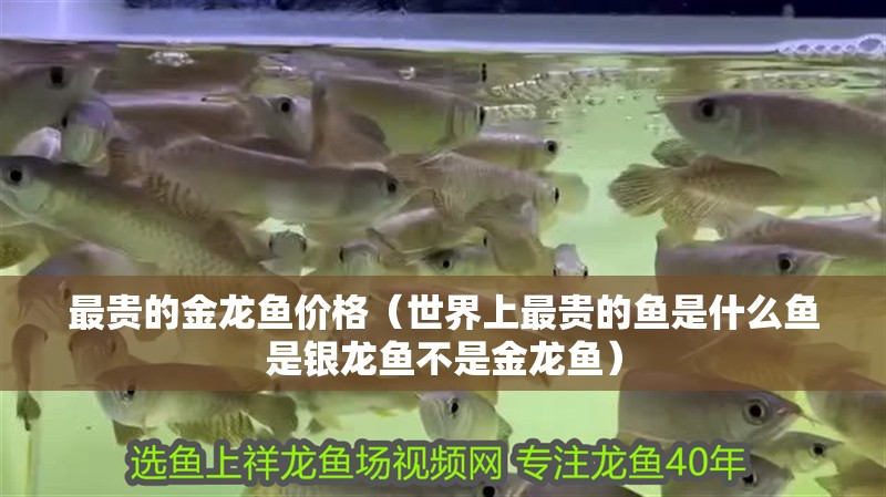 最貴的金龍魚價格（世界上最貴的魚是什么魚是銀龍魚不是金龍魚）