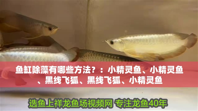 魚缸除藻有哪些方法？：小精靈魚、小精靈魚、黑線飛狐、黑線飛狐、小精靈魚 魚缸除藻有哪些方法？：小精靈魚、小精靈魚、黑線飛狐、黑線飛狐、小精靈魚 魚缸百科