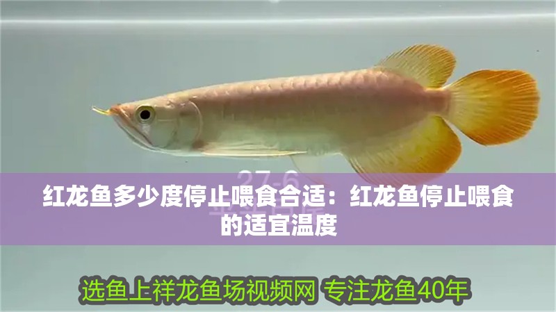紅龍魚多少度停止喂食合適：紅龍魚停止喂食的適宜溫度