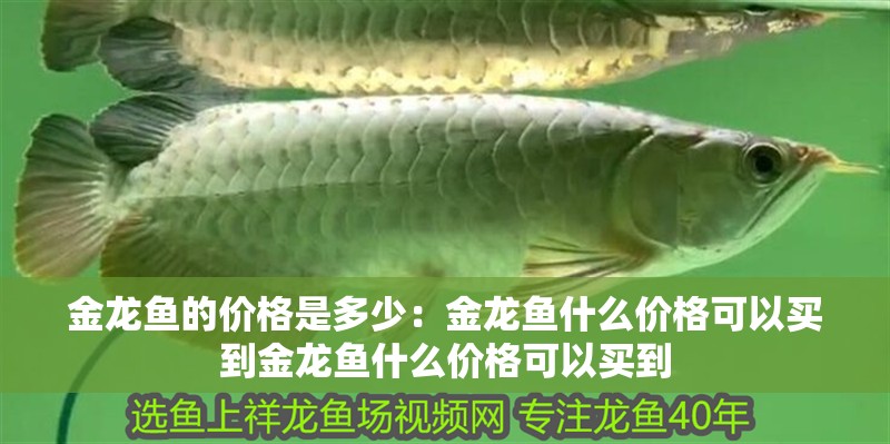 金龍魚的價(jià)格是多少：金龍魚什么價(jià)格可以買到金龍魚什么價(jià)格可以買到