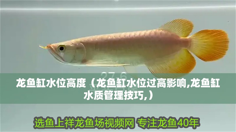 龍魚缸水位高度（龍魚缸水位過高影響,龍魚缸水質管理技巧,） 龍魚缸水位高度（龍魚缸水位過高影響,龍魚缸水質管理技巧,） 龍魚百科