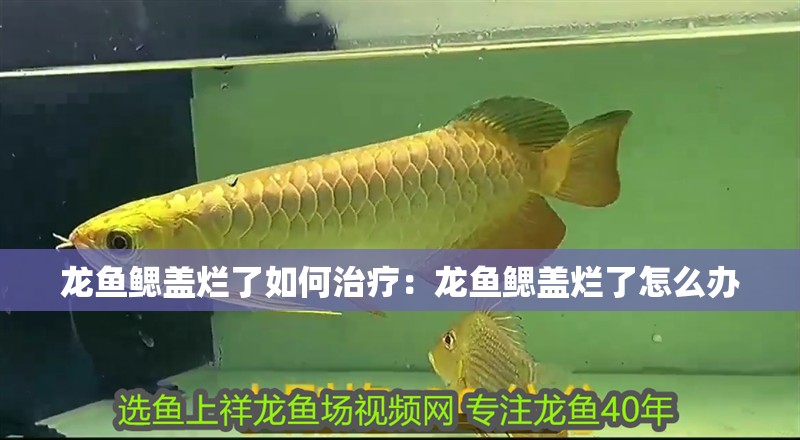 龍魚干蝦有營養嗎 龍魚鰓蓋爛了如何治療:龍魚鰓蓋爛了怎么辦 龍魚百科 龍魚鰓蓋爛了如何治療:龍魚鰓蓋爛了怎么辦 龍魚鰓蓋爛了如何治療:龍魚鰓蓋爛了怎么辦 龍魚百科