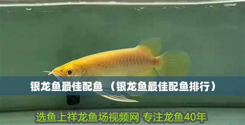 銀龍魚最佳配魚 （銀龍魚最佳配魚排行）