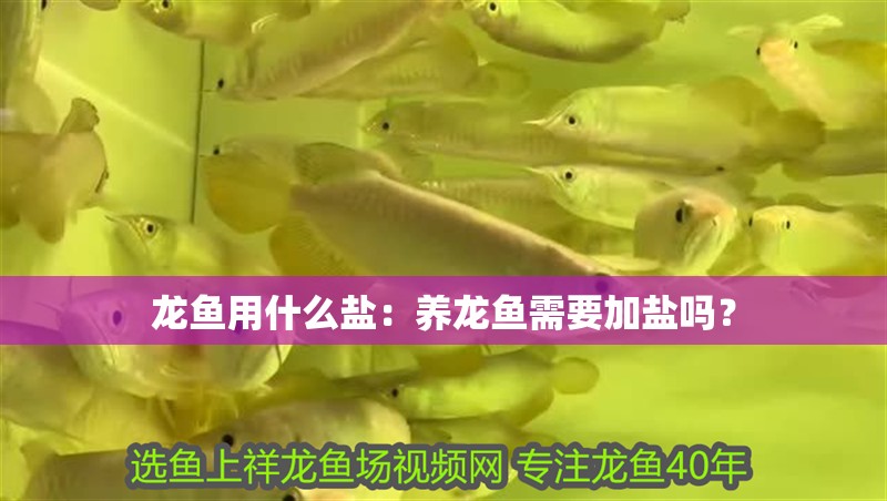 龍魚用什么鹽：養龍魚需要加鹽嗎？