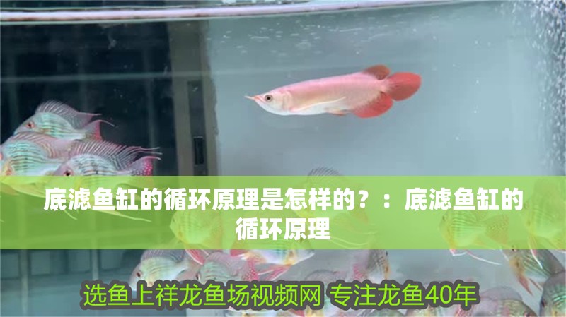 底濾魚缸的循環原理是怎樣的？：底濾魚缸的循環原理