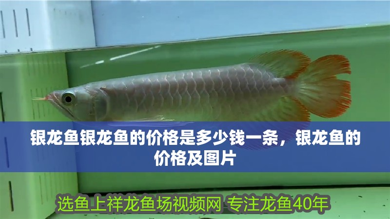 銀龍魚銀龍魚的價格是多少錢一條，銀龍魚的價格及圖片