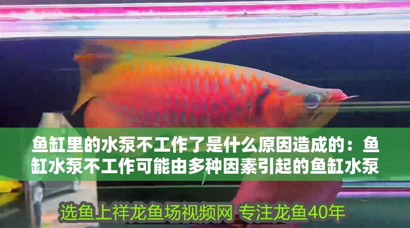 魚缸里的水泵不工作了是什么原因造成的：魚缸水泵不工作可能由多種因素引起的魚缸水泵不工作 魚缸里的水泵不工作了是什么原因造成的：魚缸水泵不工作可能由多種因素引起的魚缸水泵不工作 魚缸百科