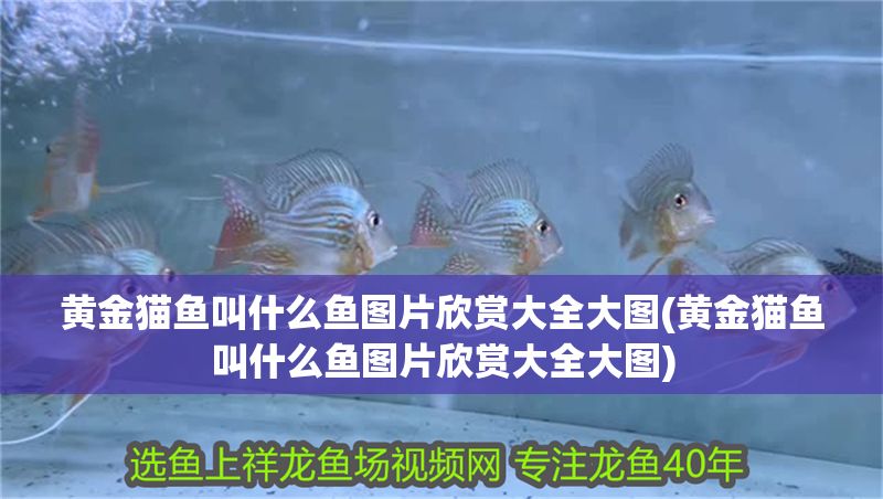 黃金貓魚叫什么魚圖片欣賞大全大圖(黃金貓魚叫什么魚圖片欣賞大全大圖)