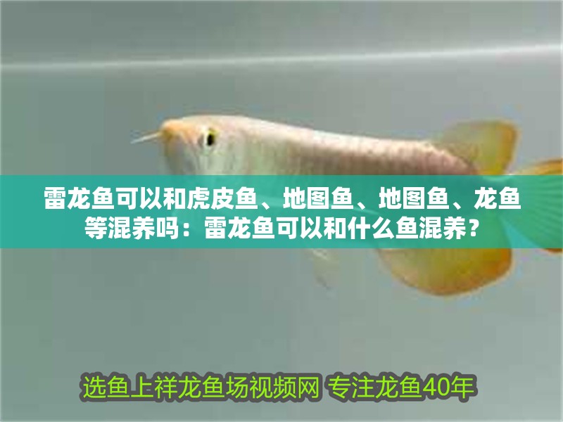 雷龍魚可以和虎皮魚、地圖魚、地圖魚、龍魚等混養(yǎng)嗎：雷龍魚可以和什么魚混養(yǎng)？