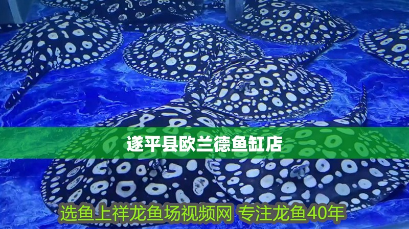 遂平縣歐蘭德魚缸店