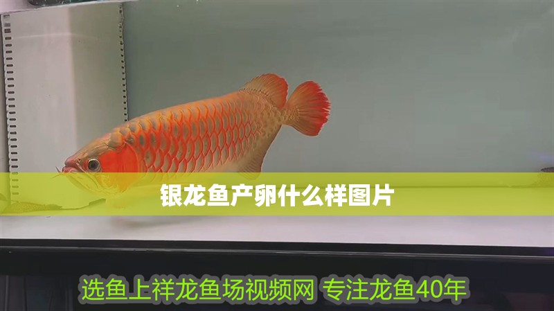 銀龍魚產卵什么樣圖片
