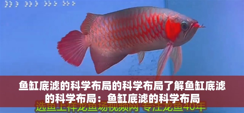 魚缸底濾的科學布局的科學布局了解魚缸底濾的科學布局：魚缸底濾的科學布局