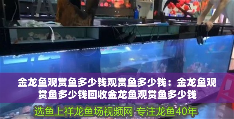 金龍魚觀賞魚多少錢觀賞魚多少錢：金龍魚觀賞魚多少錢回收金龍魚觀賞魚多少錢
