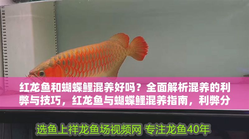 紅龍魚和蝴蝶鯉混養好嗎？全面解析混養的利弊與技巧，紅龍魚與蝴蝶鯉混養指南，利弊分析與實用技巧