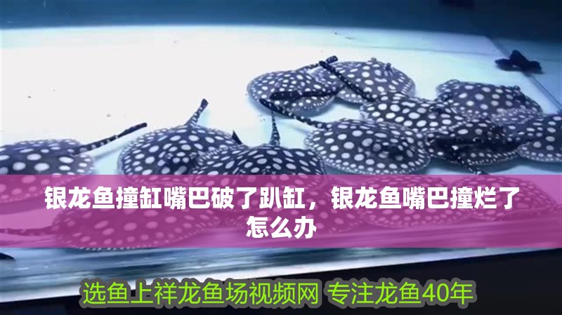 銀龍魚(yú)撞缸嘴巴破了趴缸，銀龍魚(yú)嘴巴撞爛了怎么辦