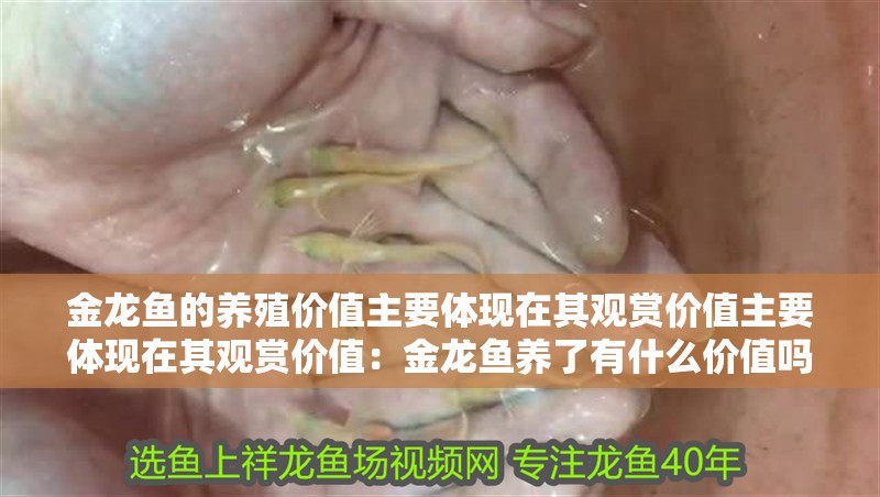 金龍魚的養殖價值主要體現在其觀賞價值主要體現在其觀賞價值：金龍魚養了有什么價值嗎？