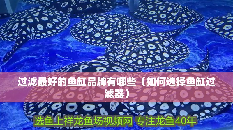 過濾最好的魚缸品牌有哪些（如何選擇魚缸過濾器） 過濾最好的魚缸品牌有哪些（如何選擇魚缸過濾器） 魚缸百科