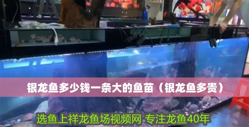 銀龍魚多少錢一條大的魚苗（銀龍魚多貴）