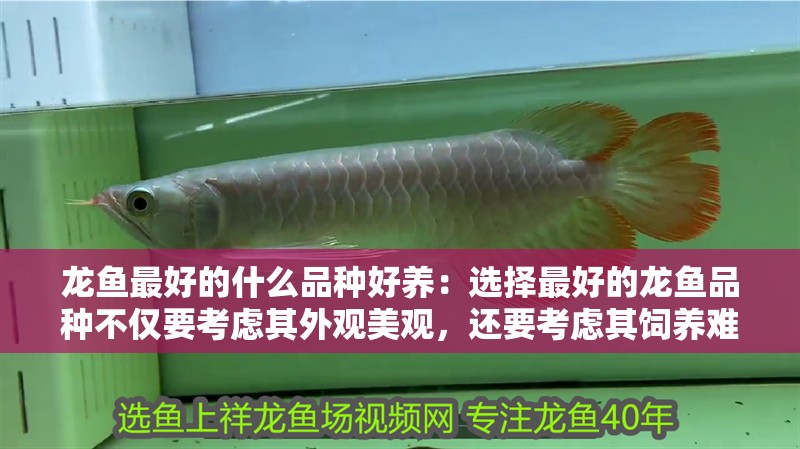 龍魚最好的什么品種好養：選擇最好的龍魚品種不僅要考慮其外觀美觀，還要考慮其飼養難度