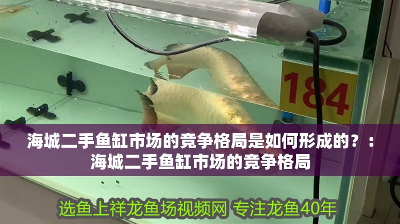 海城二手魚(yú)缸市場(chǎng)的競(jìng)爭(zhēng)格局是如何形成的？：海城二手魚(yú)缸市場(chǎng)的競(jìng)爭(zhēng)格局 海城二手魚(yú)缸市場(chǎng)的競(jìng)爭(zhēng)格局是如何形成的？：海城二手魚(yú)缸市場(chǎng)的競(jìng)爭(zhēng)格局 魚(yú)缸百科