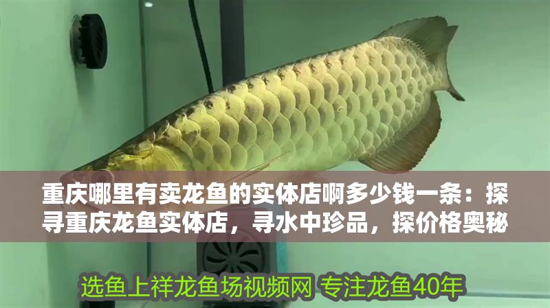 重慶哪里有賣龍魚的實體店啊多少錢一條：探尋重慶龍魚實體店，尋水中珍品，探價格奧秘