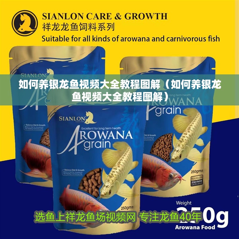 如何養銀龍魚視頻大全教程圖解（如何養銀龍魚視頻大全教程圖解）