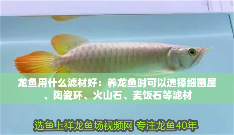 龍魚用什么濾材好：養(yǎng)龍魚時(shí)可以選擇細(xì)菌屋、陶瓷環(huán)、火山石、麥飯石等濾材 龍魚用什么濾材好：養(yǎng)龍魚時(shí)可以選擇細(xì)菌屋、陶瓷環(huán)、火山石、麥飯石等濾材 龍魚百科